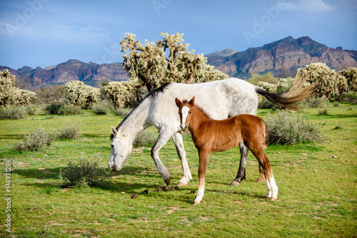 Fotografie, Obraz White wild horse grazes while young colt looks into camera in front of the usuar