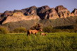 © Heesen Images - hour old colt with mare by usury mountains in Arizona desert