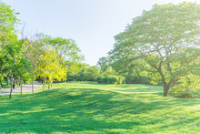 Beautiful Public Green Park In Autumn At Vachirabenjatas Park (Rot Fai Park) Bangkok, Thailand.