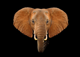 Wall Mural - Head elephant on a black background