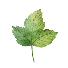 Wall Mural - Hand drawn watercolor botanical illustration of a green leaf currant.