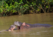 © 5-Birds Photograpy - Hippopotamus mother kissing with her child in the water at the  ISimangaliso Wetland Park, South Africa
