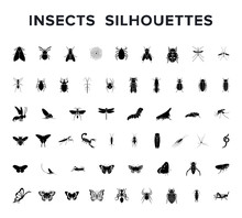 Vector Set Of Insect Silouettes Isolated On White