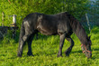 beautiful Black Fresian horse on dutch field