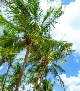 Wall Mural - Green palm trees under a blue Caribbean sky