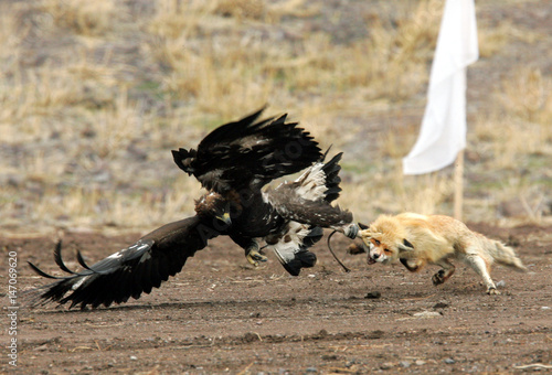 To Match Feature Kazakhstan Eagle Buy This Stock Photo And