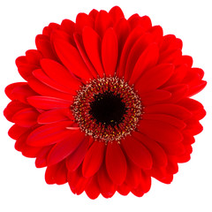 Wall Mural - Colored gerbera macro isolated on white