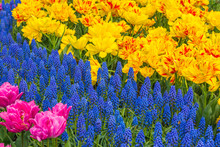 Beautiful Tulips In The Spring. A Variety Of Spring Flowers Blooming In The Beautiful Garden. Landscape Design - The Flower Beds Of Tulips. Skagit, Washington State, USA.