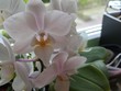 blume orchidee weiss grün green pflanze zimmerpflanze natur blühen blüten makro schönheit natürlich gelb