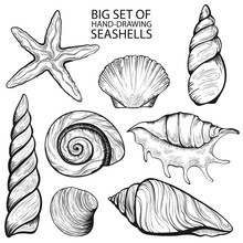 Set Of Stylized Seashells