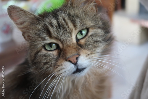 Chat Angora Tigre Buy This Stock Photo And Explore Similar Images At Adobe Stock Adobe Stock Chat Angora Tigre Buy This Stock Photo And Explore Similar Images At Adobe Stock Adobe Stock