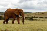 Fototapeta Sawanna - Big elephant walking in the field