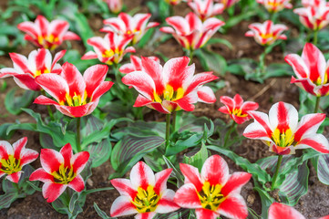 Flower tulips background. Beautiful view of red tulips