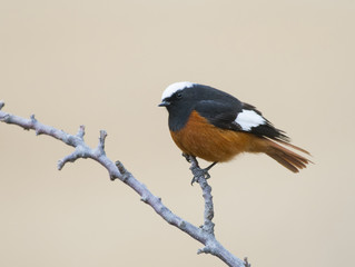 Wall Mural - White winged redstart