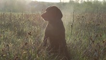 German Shorthaired Pointer Posing In The Field
