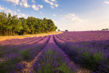 Fototapeta Krajobraz - Provence rural landscape with blooming lavender field in sunlight, Plateau de Valensole, France