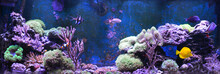 Reef Tank, Marine Aquarium. Blue Aquarium Full Of Plants. Tank Filled With Water For Keeping Live Underwater Animals. Gorgonaria, Sea Fan. Clavularia. Zoanthus. Zebra Apogon. Zebrasoma. Percula.