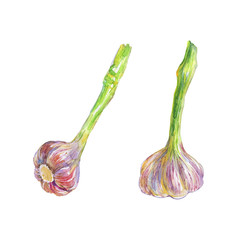 Hand drawn set of garlic on white background. Watercolor isolated fresh vegetables. Painting vegetarian illustration