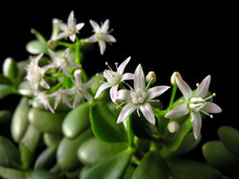 
Crassula Ovata With Flowers, Known Also As Jade Plant Or Money Tree, Friendship Tree, Lucky Plant, On Black Background  