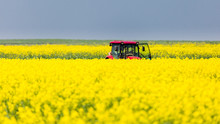 Tractor In Mid Of The Canola Field With Flowers