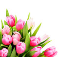 Fototapeta Tulipany - Pink tulip flowers in a corner
