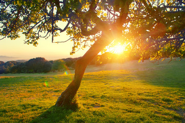 Canvas Print - Beautiful mountain nature landscape. Alpine meadow with a tree over sunset