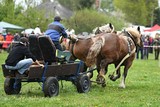 Fototapeta Konie - Belgian Heavy Horses