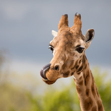 Comical Giraffe With His Tongue Out.