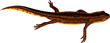 vector newt