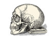 © my_stock - vintage vector design element: human skull on a book isolated on white, symbol for wisdom and knowledge through reading