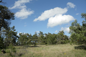 Prairie méditerranéenne dans l'Aude, Occitanie dans le sud de la France