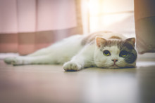 Lovable Scottish Fold Cat With Vintage Filter