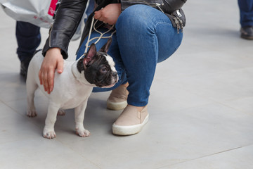 French Bulldog at the feet of the owner