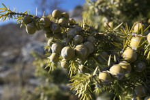Juniperus Oxycedrus Prickly Juniper, Prickly Cedar, Cade Juniper Or Cade