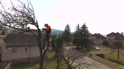 Sticker - Lumberjack with saw and harness pruning a tree.