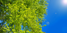 Spring Fresh Green Leaves Of Beech Tree Under The Blue Sky With Lens Flare

