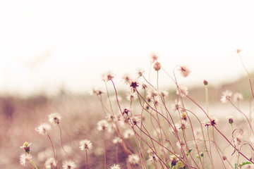  Meadow flowers, beautiful fresh in soft warm light. Vintage autumn landscape blurry natural background.