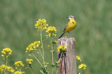  Yellow Wagtail