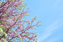 Blossoming Cercis Siliquastrum Or Judas Tree On Blue Sky