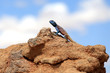 Kameleon na pusty Kalahari