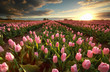 sunset over pink tulip field