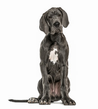 Great Dane Sitting, Isolated On White