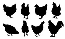 Set Of Realistic Vector Silhouettes Of Hens, Chickens And Cock Isolated On White Background