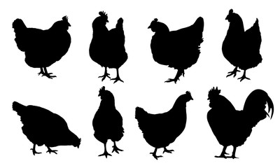 Set of realistic vector silhouettes of hens, chickens and cock isolated on white background