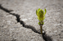 Close Up Of Plant Growing Up From Crack In The Asphalt Road With Copy Space
