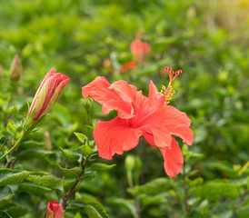 Closeup of Hibisci Rosae-Sinensis Flower