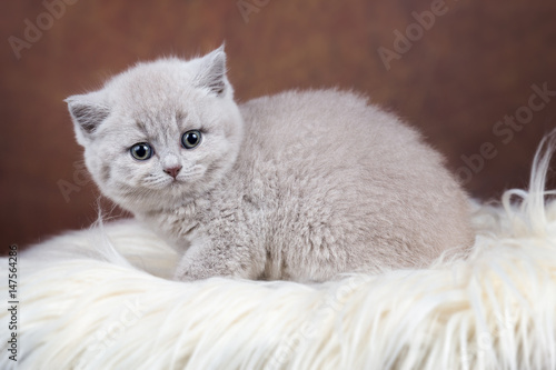 Featured image of post Bkh Babykatze Kaufen Jetzt auf laendleanzeiger at selbst kostenlos inserieren oder regionale angebote finden
