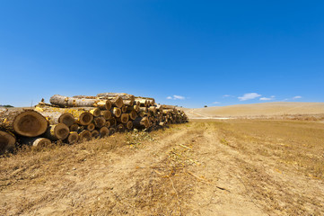 Wall Mural - Logging on the fields in Italy