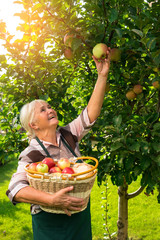 Wall Mural - Senior woman picking apples. Happy lady holding a basket.