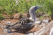 A Blue-Footed Booby Guarding Her Eggs From the Harsh Sun